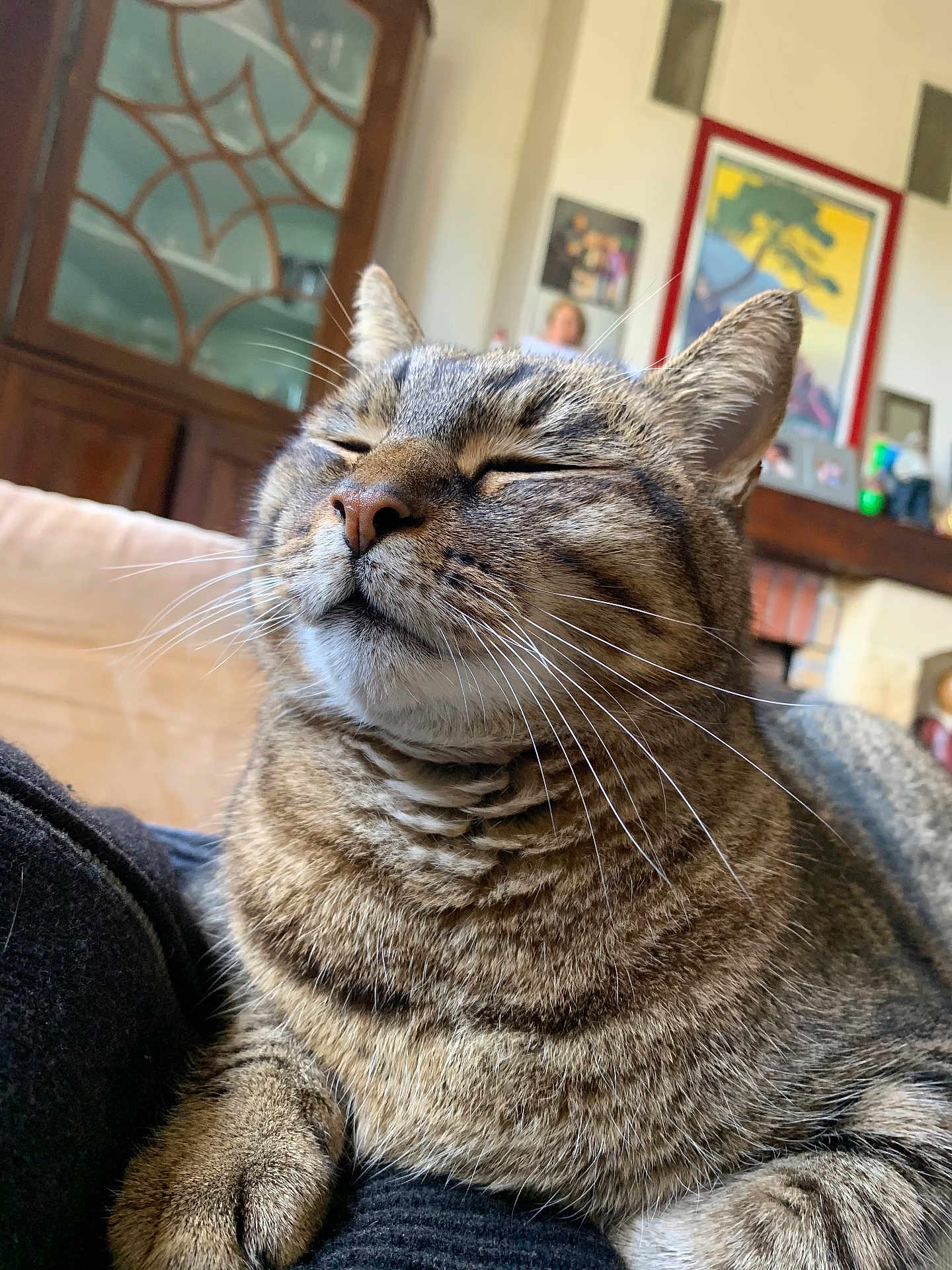 Mr Pipi a rejoint le concours — aidez-le/la à gagner de superbes lots ! cat, tabby_cat, pet, feline, whiskers, indoor, relaxed, cozy, fur, closeup, animal, mammal, paw, home, living_room, furniture, decor, portrait, resting, cute