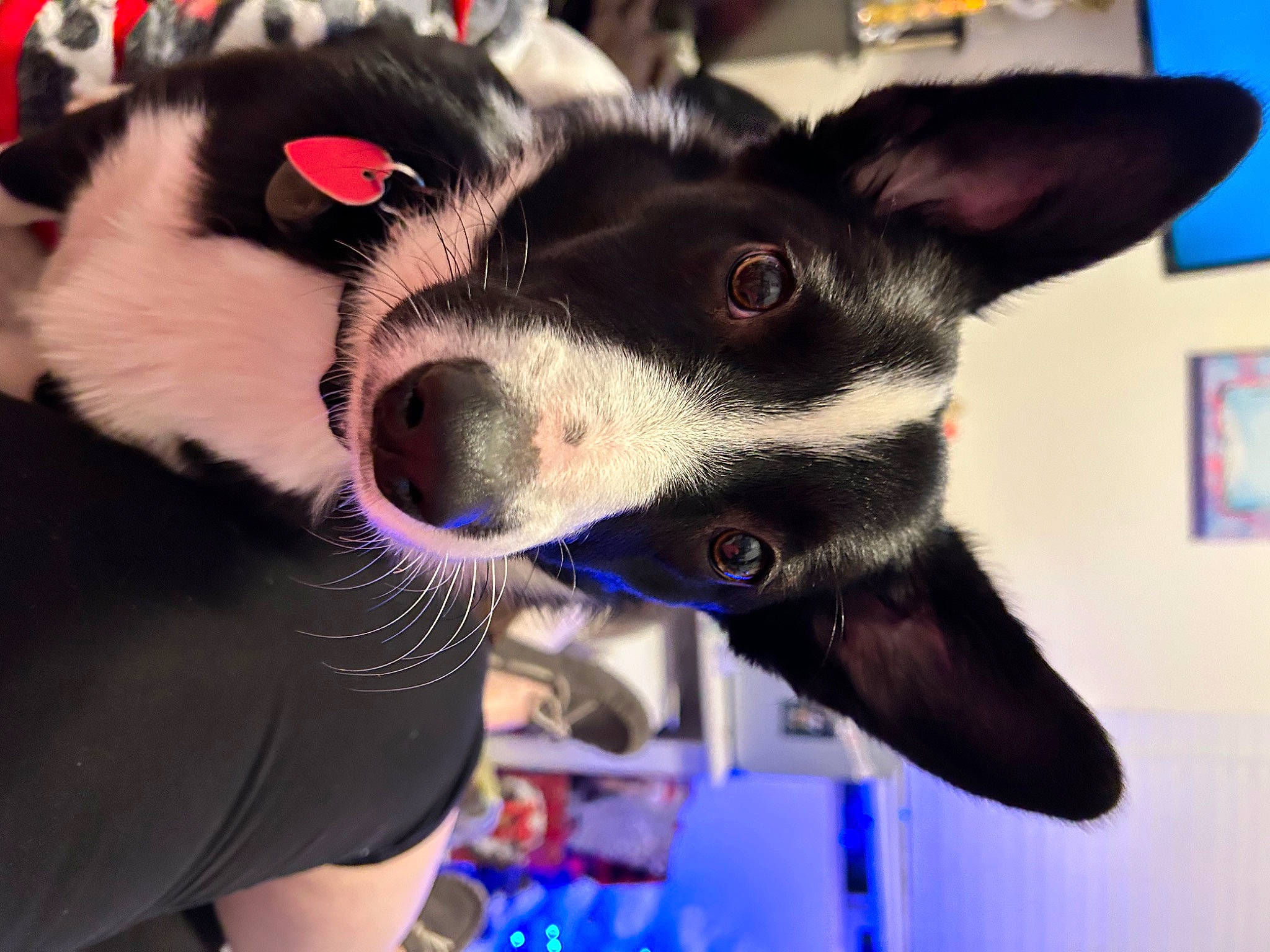 Lily is registered to the contest to win money with this photo: canidae, carnivore, collar, companion_dog, dog, dog_breed, dog_collar, ear, electric_blue, fur, herding_dog, jaw, paw, sky, snapshot, snout, sporting_group, whiskers, working_animal, working_dog