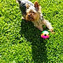 Urielle participe au concours pour gagner de l'argent avec cette photo : animal, ball, canine, dog, field, football, grass, grassland, lawn, nature, pet, plant, puppy, soccer, soccerball, sphere, sport, tennis, tennisball, terrier