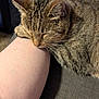 cat, tabby_cat, sleeping, resting, arm, human, furniture, couch, indoor, closeup, pet, relaxation, whiskers, fur, comfort, nap, domestic_animal, cozy, friendship, quiet