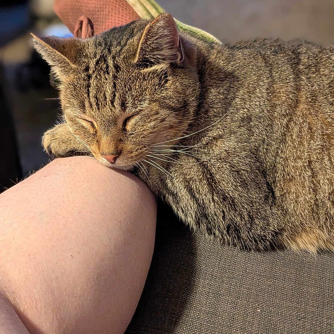 Buddy