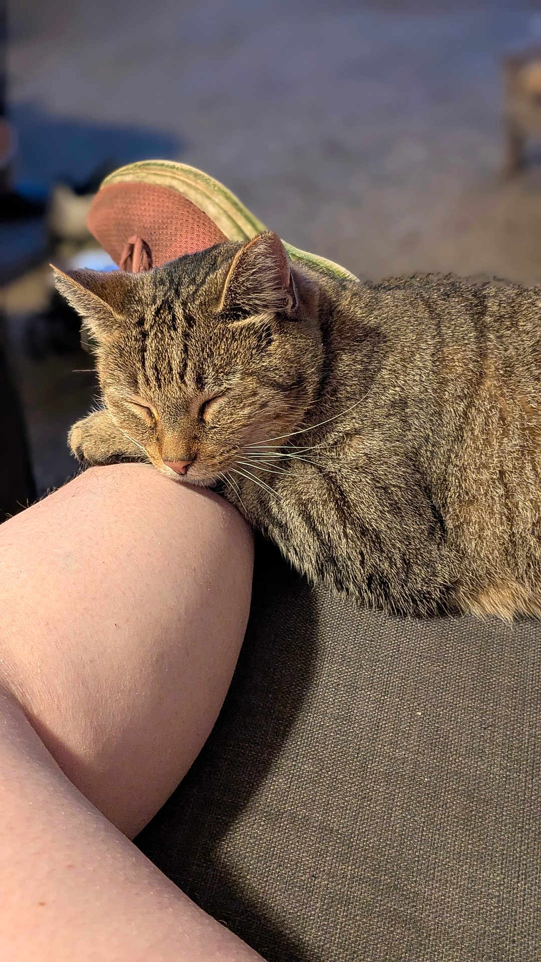 Buddy