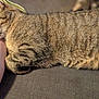 cat, tabby_cat, sleeping, resting, arm, human, feline, fur, striped, closeup, indoor, comfort, pet, relaxation, couch, nap, domestic_animal, whiskers, paw, peaceful