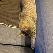 Buddy is registered to the contest to win money with this photo: cat, tabby, sleeping, couch, feline, pet, indoor, resting, cozy, furniture, relaxed, animal, paw, striped, domestic_cat, quiet, home, nap, soft, comfort