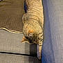 cat, tabby, sleeping, couch, feline, pet, indoor, resting, cozy, furniture, relaxed, animal, paw, striped, domestic_cat, quiet, home, nap, soft, comfort