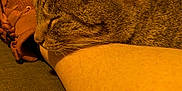 Buddy joined the competition — help win amazing prizes! cat, tabby, sleeping, leg, indoor, couch, furniture, television, relaxation, cozy, resting, brown, fur, person, footwear, home, blurred_background, whiskers, ear, comfort