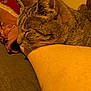 cat, tabby, sleeping, leg, indoor, couch, furniture, television, relaxation, cozy, resting, brown, fur, person, footwear, home, blurred_background, whiskers, ear, comfort