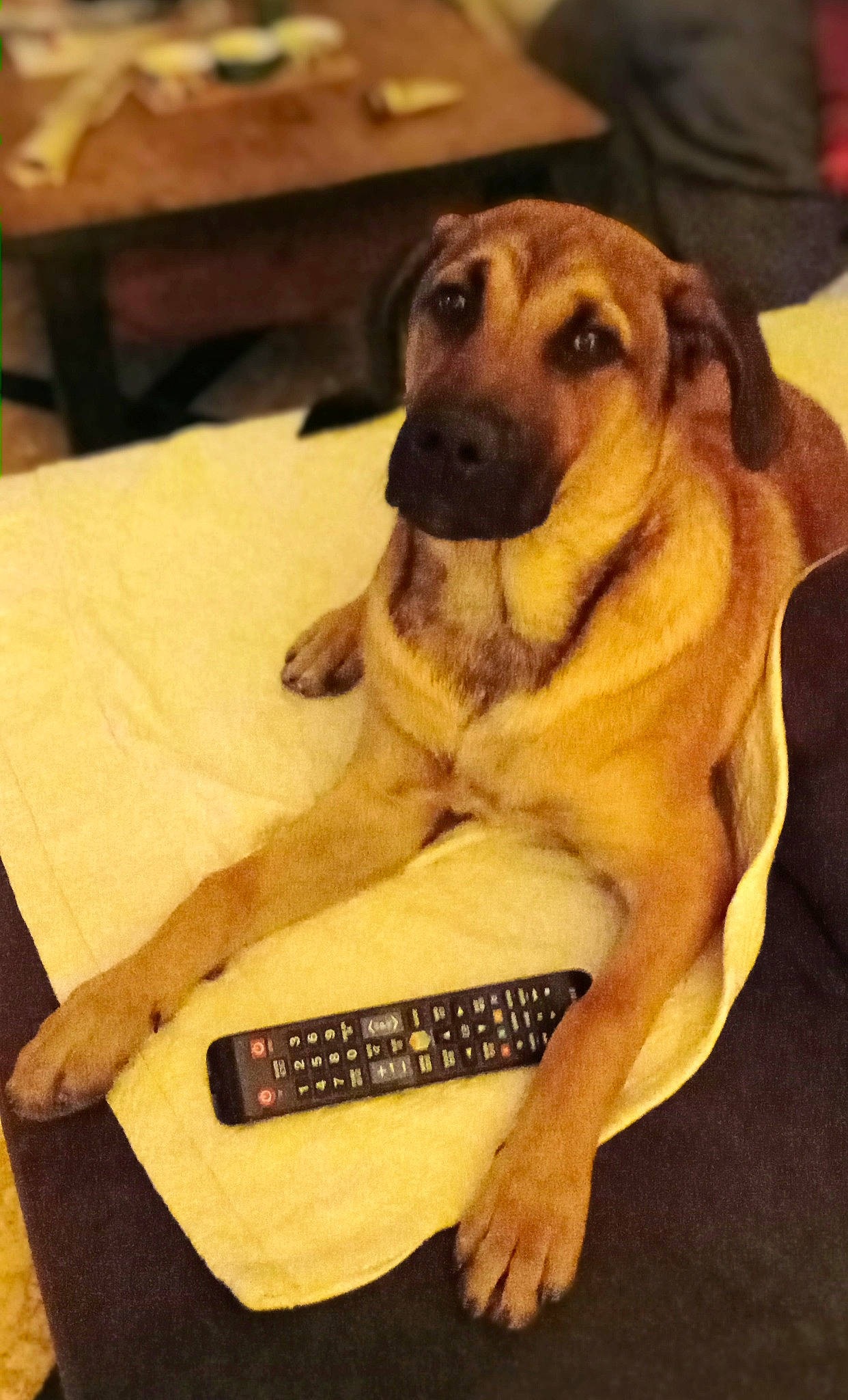 Guapo participe au concours pour gagner de l'argent avec cette photo : carnivore, chair, comfort, companion_dog, dog, dog_breed, fawn, fur, hardwood, office_equipment, office_supplies, paw, pet_supply, snout, space_bar, sporting_group, table, whiskers, wood, working_animal