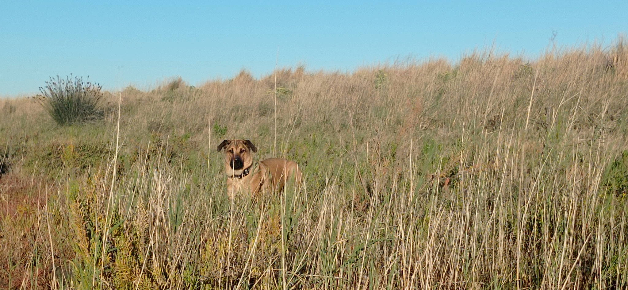 Guapo participe au concours pour gagner de l'argent avec cette photo : canidae, carnivore, dog, dog_breed, fawn, grass, grassland, gun_dog, landscape, natural_landscape, pasture, plant, prairie, shrubland, sky, sporting_group, steppe, tail, terrestrial_animal, wildlife