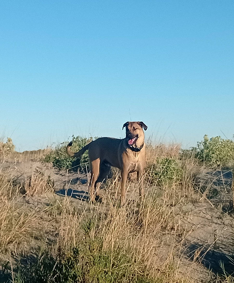 Guapo a rejoint le concours — aidez-le/la à gagner de superbes lots ! adventure, canidae, carnivore, collar, companion_dog, dog, dog_breed, dog_collar, fawn, grass, grassland, landscape, plant, prairie, recreation, sky, soil, sporting_group, steppe, working_animal