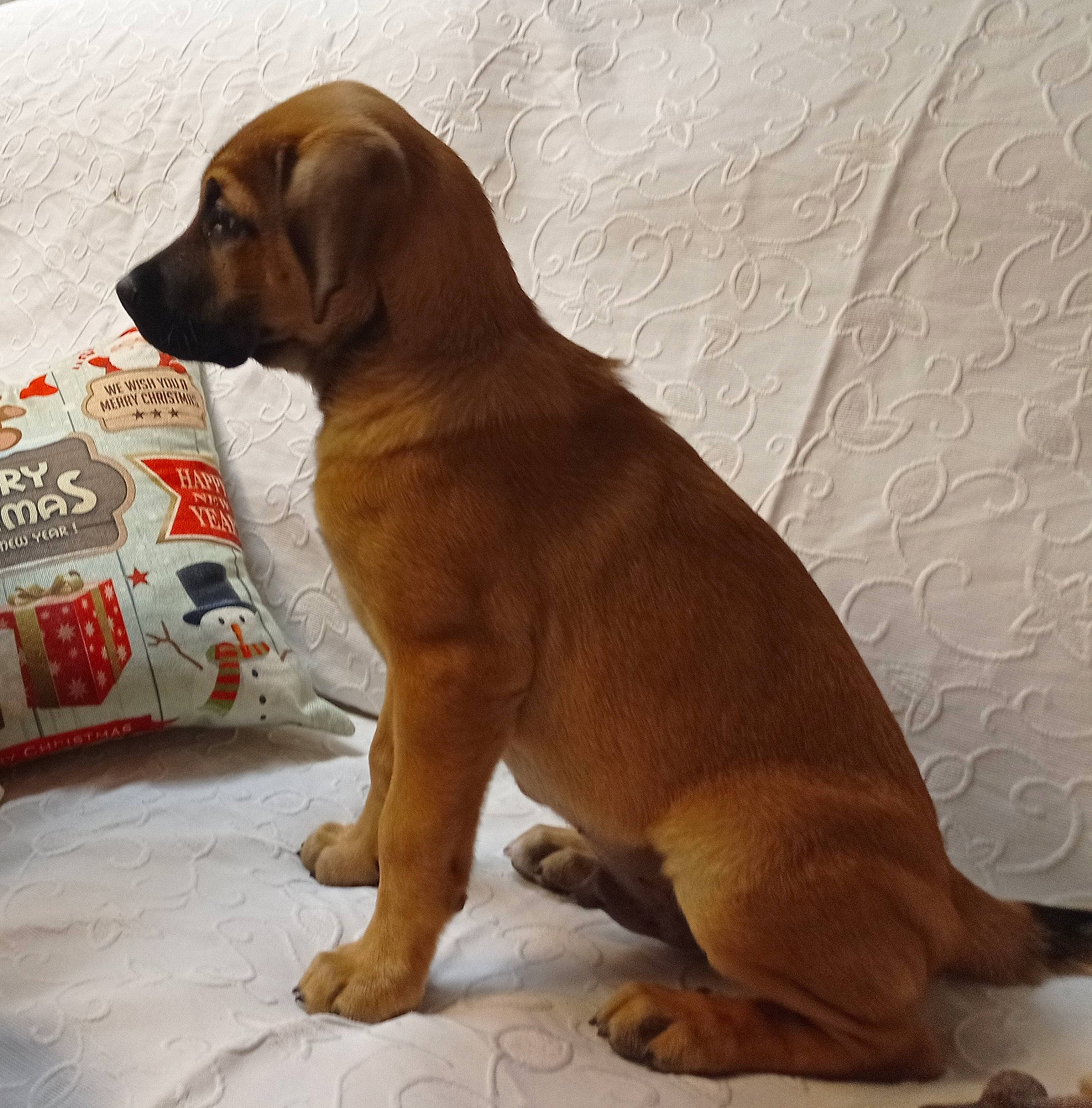 Guapo participe au concours pour gagner de l'argent avec cette photo : canidae, carnivore, collar, comfort, companion_dog, dog, dog_breed, dog_collar, fawn, fur, gun_dog, liver, paw, puppy, sporting_group, tail, terrestrial_animal, whiskers, working_animal, working_dog