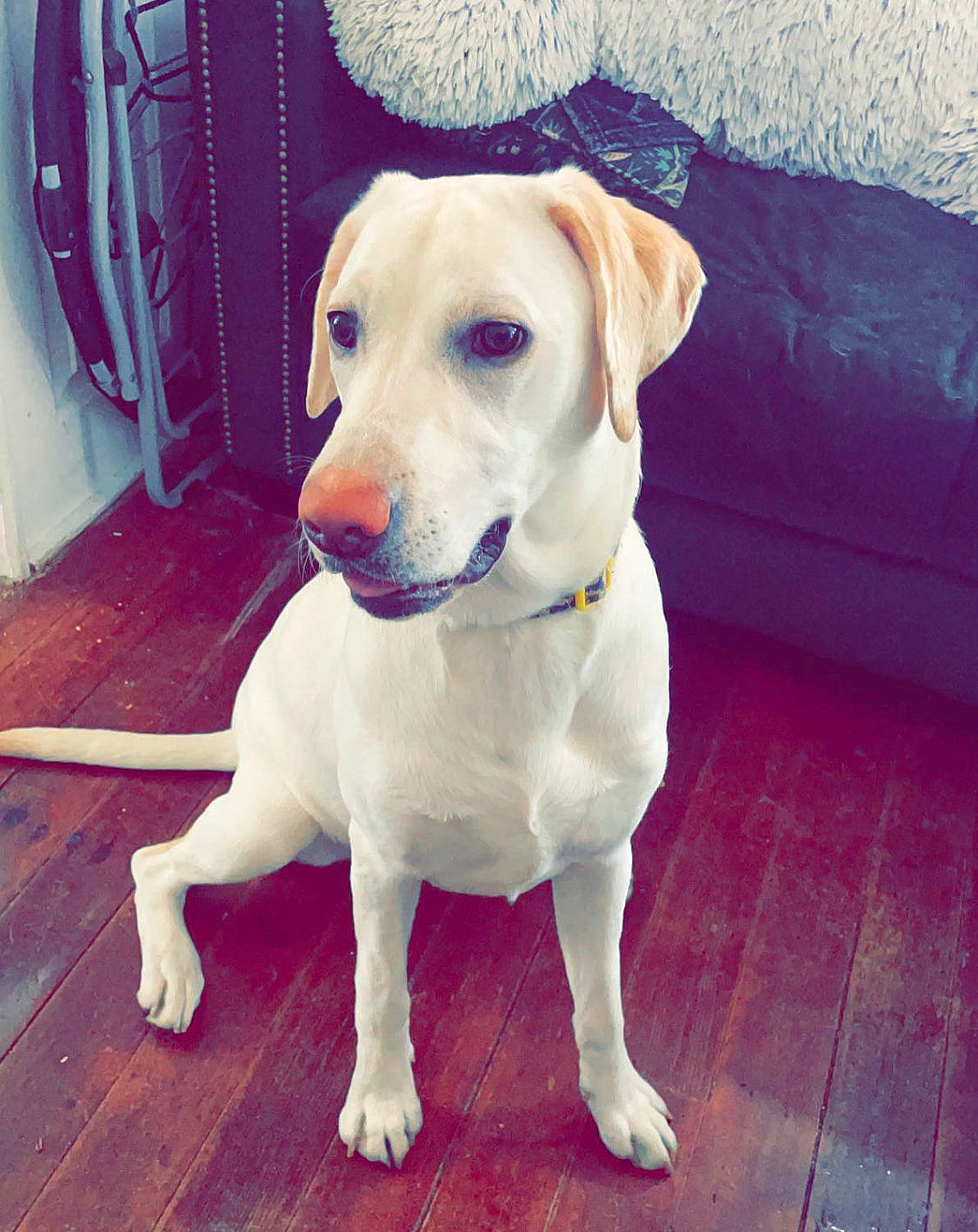 Opal is registered to the contest to win money with this photo: canidae, carnivore, circle, collar, companion_dog, dog, dog_breed, dog_collar, dog_supply, fawn, floor, flooring, hardwood, pet_supply, rectangle, sleeve, snout, whiskers, wood, working_animal