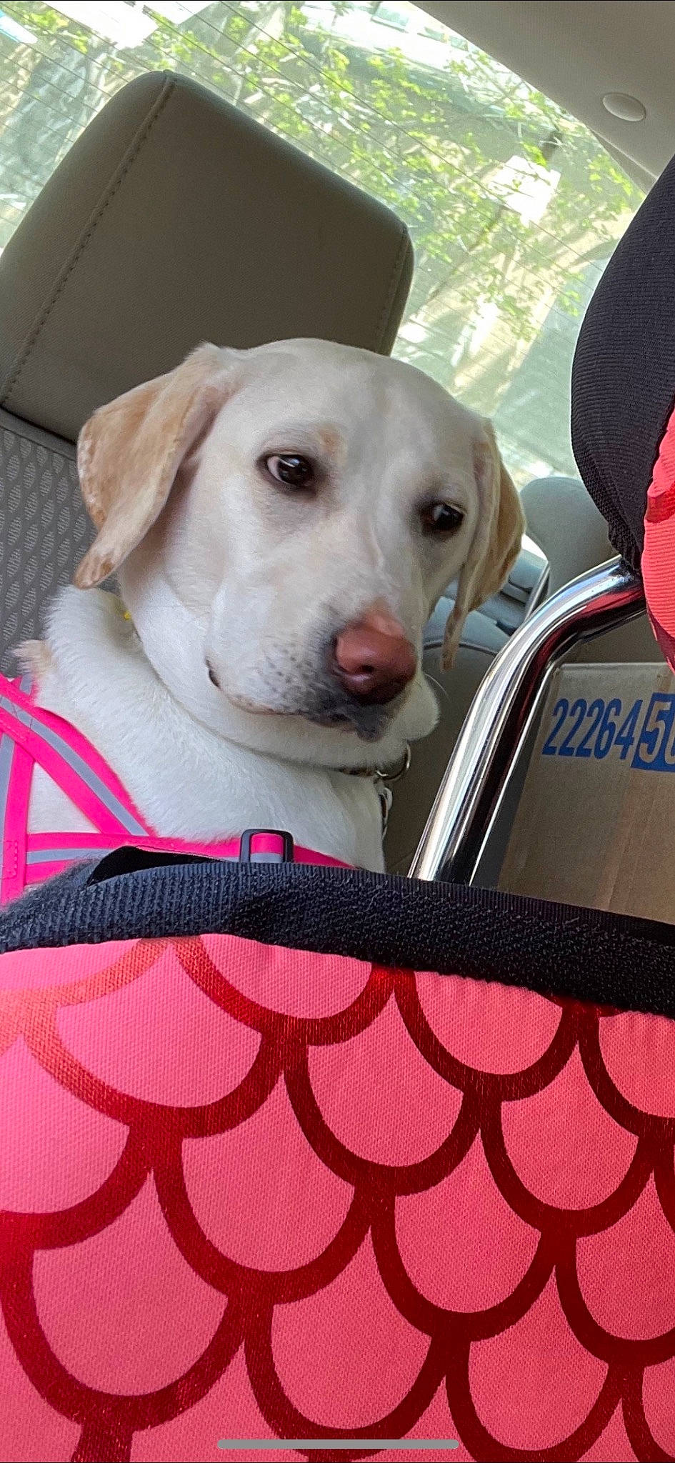 Opal is registered to the contest to win money with this photo: bag, canidae, car_seat, car_seat_cover, carnivore, collar, companion_dog, dog, dog_breed, dog_collar, dog_supply, fawn, magenta, pattern, pet_supply, seat_belt, sporting_group, vertebrate, whiskers, working_animal