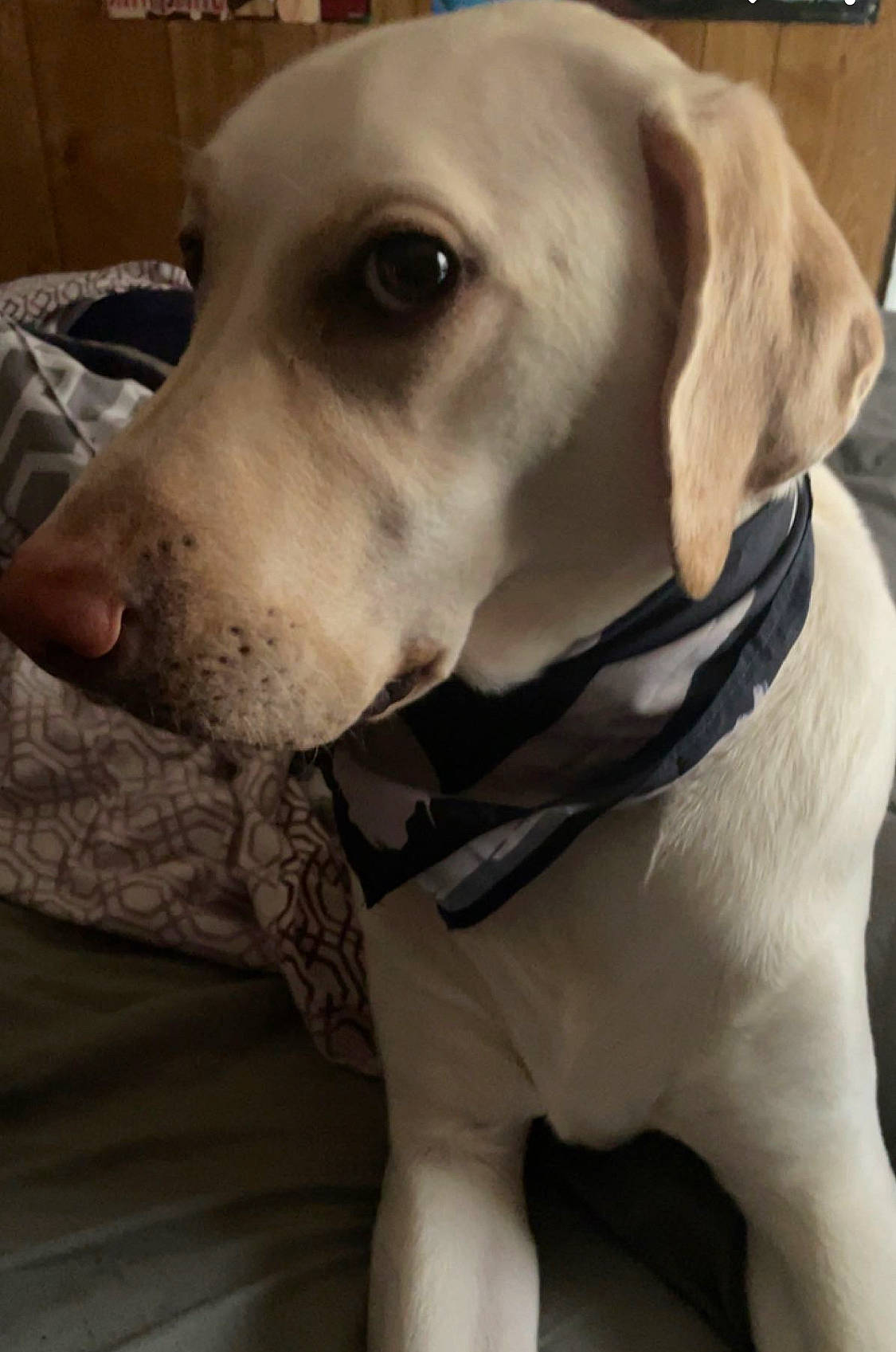 Opal is registered to the contest to win money with this photo: canidae, carnivore, collar, companion_dog, dog, dog_breed, dog_collar, dog_supply, ear, fawn, fur, gun_dog, hunting_dog, non_sporting_group, pet_supply, snout, sporting_group, whiskers, working_animal