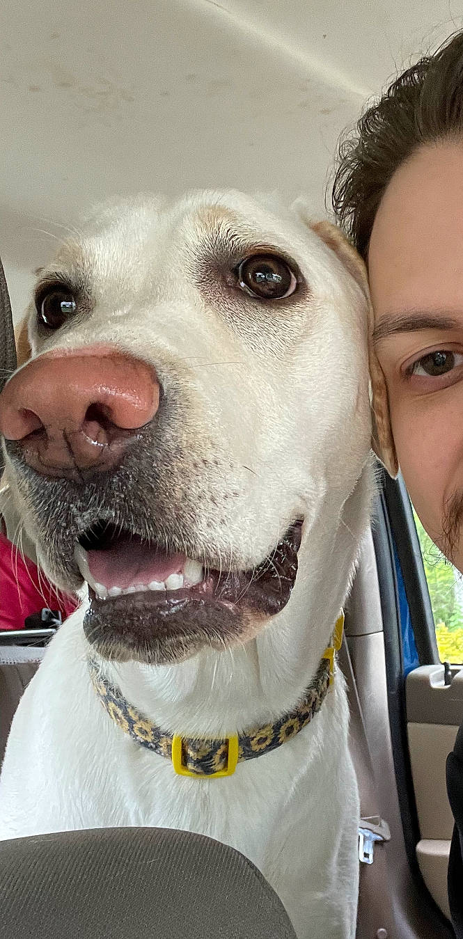 Opal joined the competition — help win amazing prizes! carnivore, collar, companion_dog, dog, dog_breed, dog_collar, ear, eye, eyebrow, fawn, happy, jaw, mammal, nose, selfie, smile, snout, vertebrate, whiskers, white