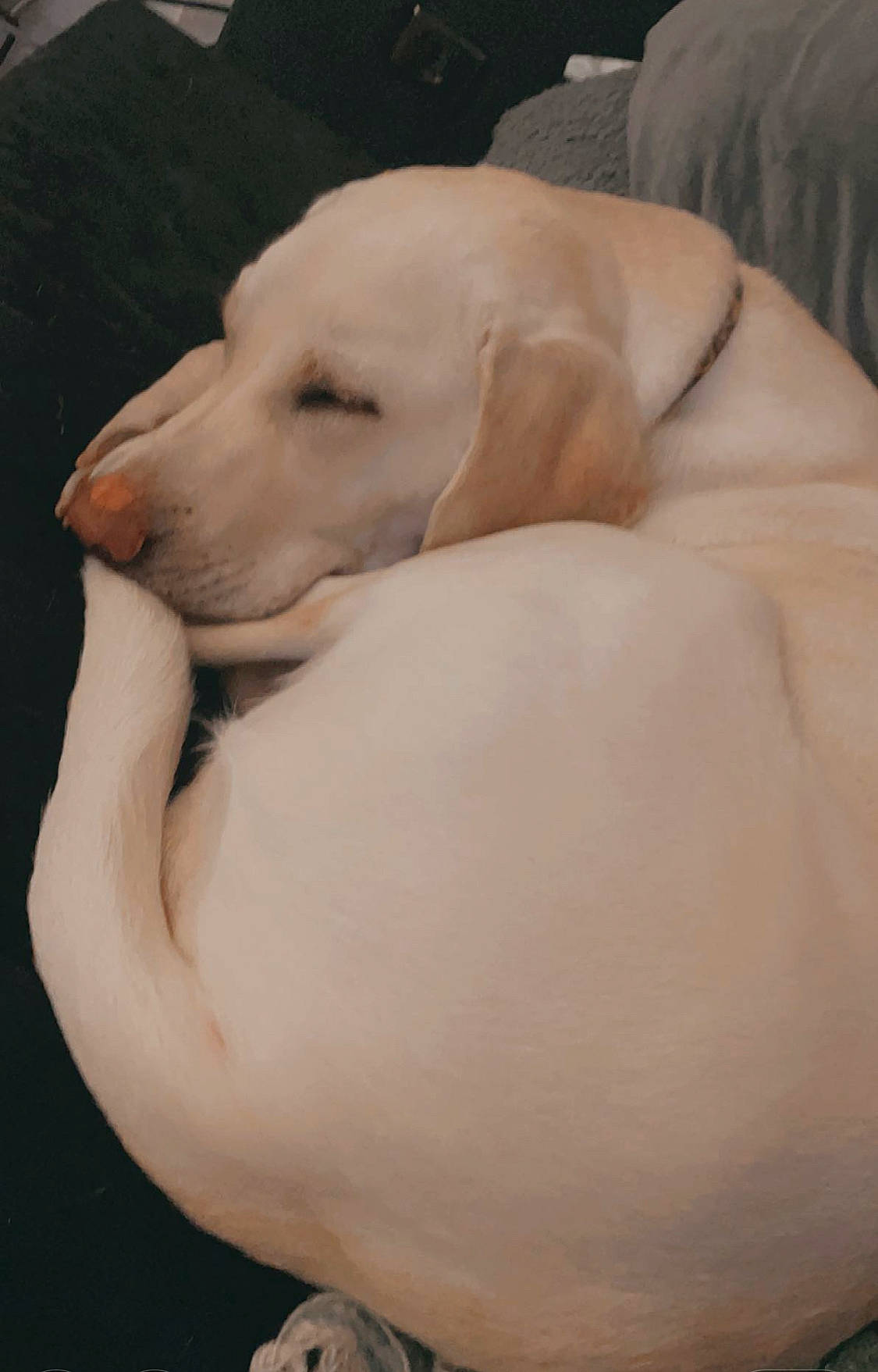 Opal joined the competition — help win amazing prizes! abdomen, canidae, carnivore, comfort, companion_dog, dog, dog_breed, fawn, foot, guard_dog, paw, puppy_love, retriever, snout, sporting_group, tail, terrestrial_animal, trunk, whiskers, working_animal