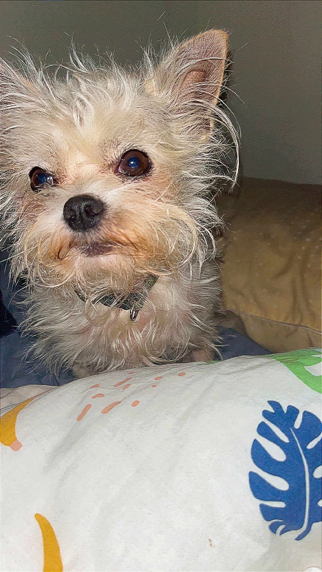 Machu Pichu is registered to the contest to win money with this photo: dog, pet, scruffy, fur, bed, pillow, indoor, closeup, animal, cute, small_dog, curious, face, ears, whiskers, collar, brown, white, furry, domestic_animal