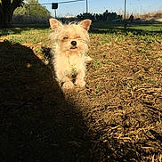 Machu Pichu is registered to the contest to win money with this photo: animal, cute, daylight, dog, ears, fence, fur, grass, ground, nature, outdoor, pet, scruffy, shadow, sitting, sky, small_dog, sunlight, tree, yard
