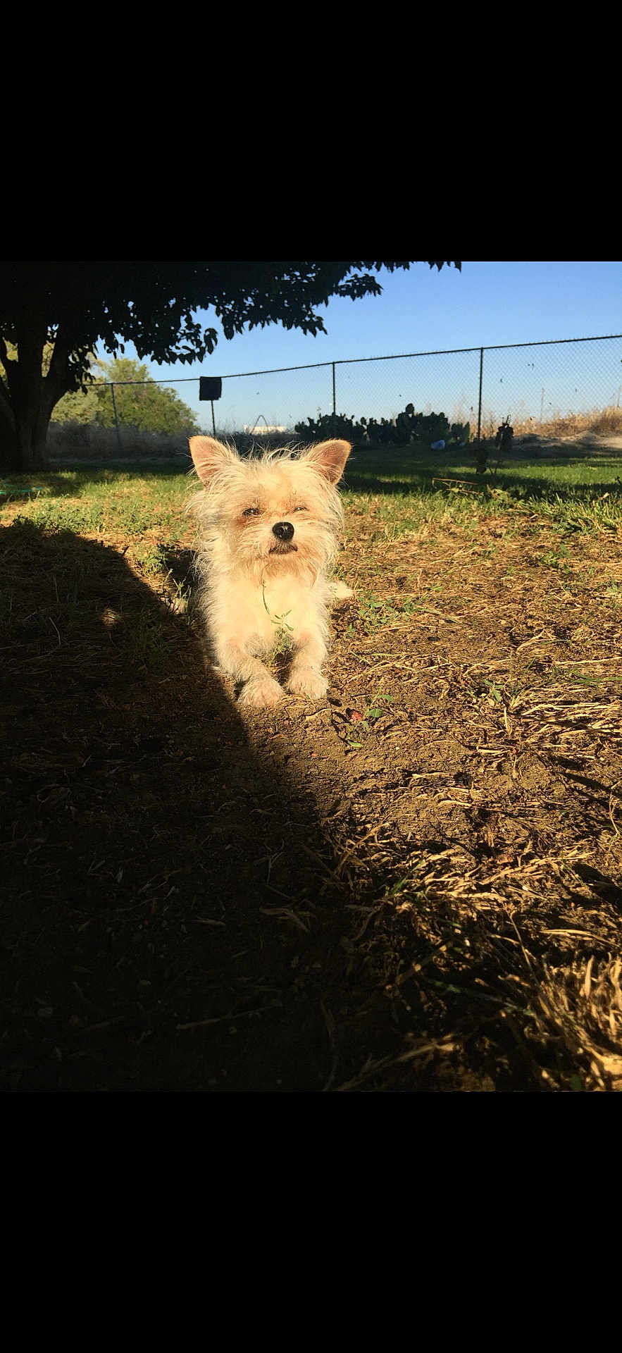 Machu Pichu is registered to the contest to win money with this photo: animal, cute, daylight, dog, ears, fence, fur, grass, ground, nature, outdoor, pet, scruffy, shadow, sitting, sky, small_dog, sunlight, tree, yard