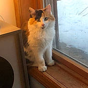 Trixie is registered to the contest to win money with this photo: cat, calico, fluffy, windowsill, window, indoor, pet, animal, curious, snow, wood, feline, domestic, cute, sitting, looking, fur, ears, face, whiskers