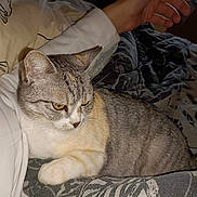 Pepette participe au concours pour gagner de l'argent avec cette photo : animal, arm, bed, blanket, cat, closeup, cozy, feline, fur, hand, indoor, patterned_fabric, person, pet, pillow, relaxed, resting, tabby_cat, white_clothing, yellow_eyes