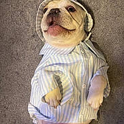 Yandel Linguinni is registered to the contest to win money with this photo: dog, puppy, clothing, shirt, bonnet, lying_down, carpet, pet, cute, white_dog, small_dog, indoor, animal, adorable, portrait, canine, expression, funny, domestic, playful