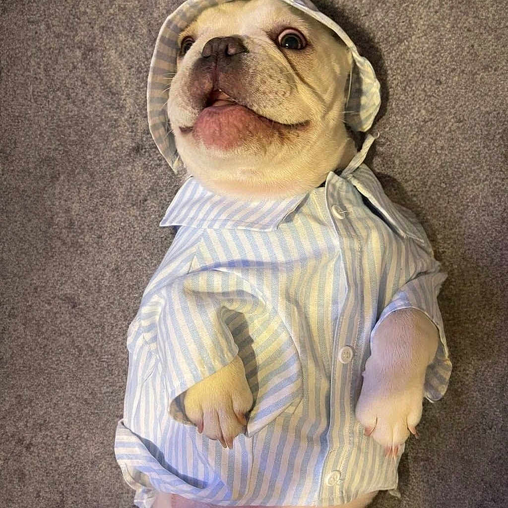 Yandel Linguinni is registered to the contest to win money with this photo: adorable, animal, bonnet, canine, carpet, clothing, cute, dog, domestic, expression, funny, indoor, lying_down, pet, playful, portrait, puppy, shirt, small_dog, white_dog