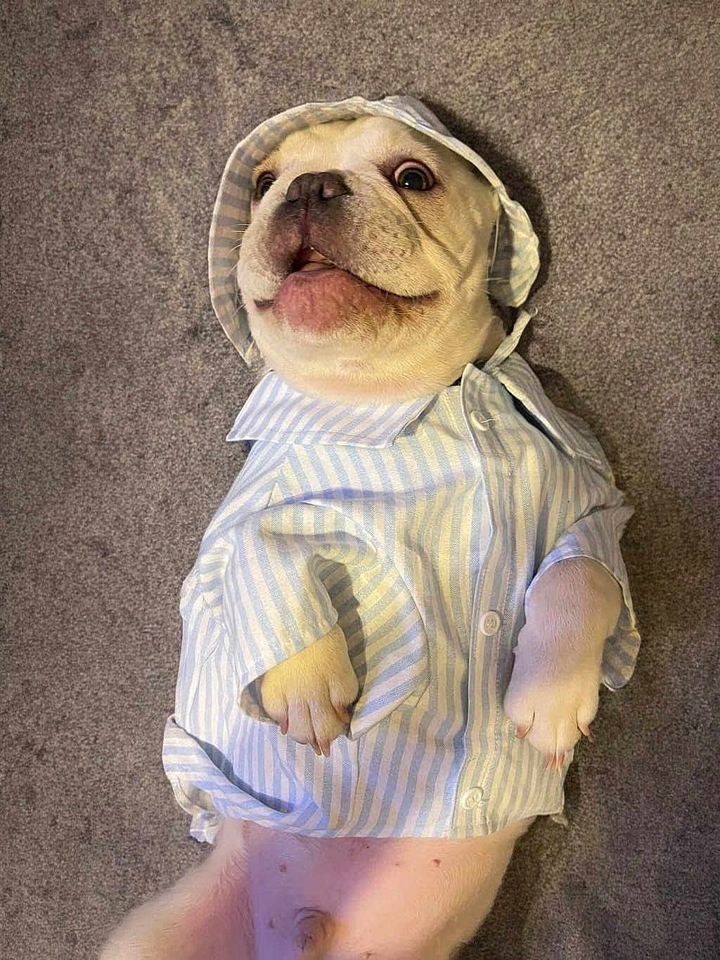 Yandel Linguinni is registered to the contest to win money with this photo: dog, puppy, clothing, shirt, bonnet, lying_down, carpet, pet, cute, white_dog, small_dog, indoor, animal, adorable, portrait, canine, expression, funny, domestic, playful