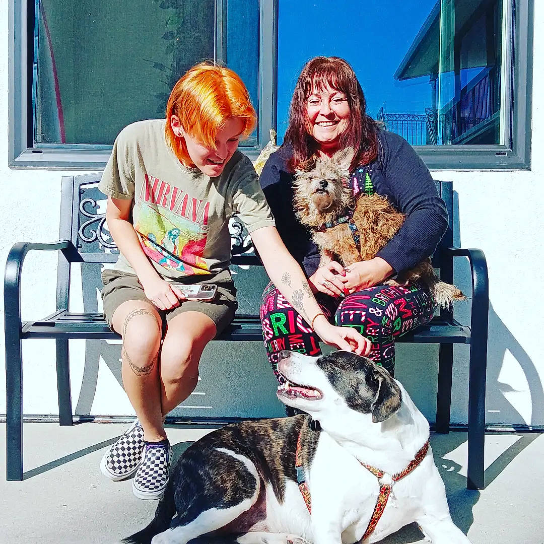 Bowie joined the competition — help win amazing prizes! carnivore, chair, collar, companion_dog, dog, dog_breed, dog_collar, eyewear, fawn, fun, happy, lap, leash, leg, leisure, sitting, smile, sneakers, t_shirt, thigh