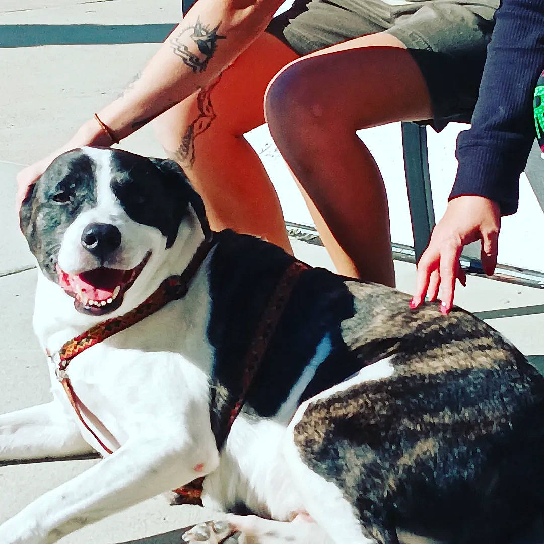 Bowie is registered to the contest to win money with this photo: canidae, carnivore, collar, companion_dog, dog, dog_breed, dog_collar, dog_supply, eyewear, fashion_accessory, foot, happy, human_leg, knee, leash, pet_supply, sporting_group, tail, thigh, watch