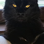 Carambar participe au concours pour gagner de l'argent avec cette photo : black_cat, cat, feline, golden_eyes, long_hair, whiskers, pointed_ears, portrait, sitting, crossed_paws, indoors, window, cushion, textile, dark_fur, pet, animal, front_view, serious_expression, photograph