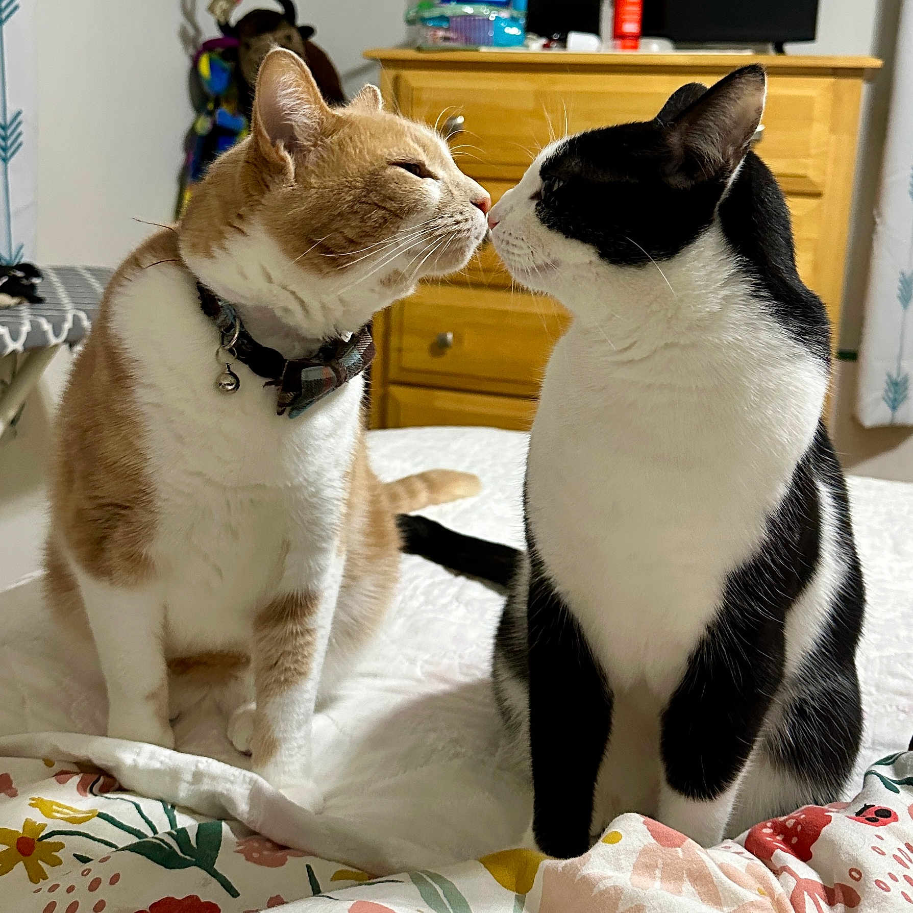 Augie And Heidi is registered to the contest to win money with this photo: bed, bedroom, black_and_white_cat, blanket, cat, cats, collar, cute, domestic_animals, eyes_closed, feline, floral_pattern, fur, furniture, indoor, nose_touching, orange_cat, pets, resting, whiskers