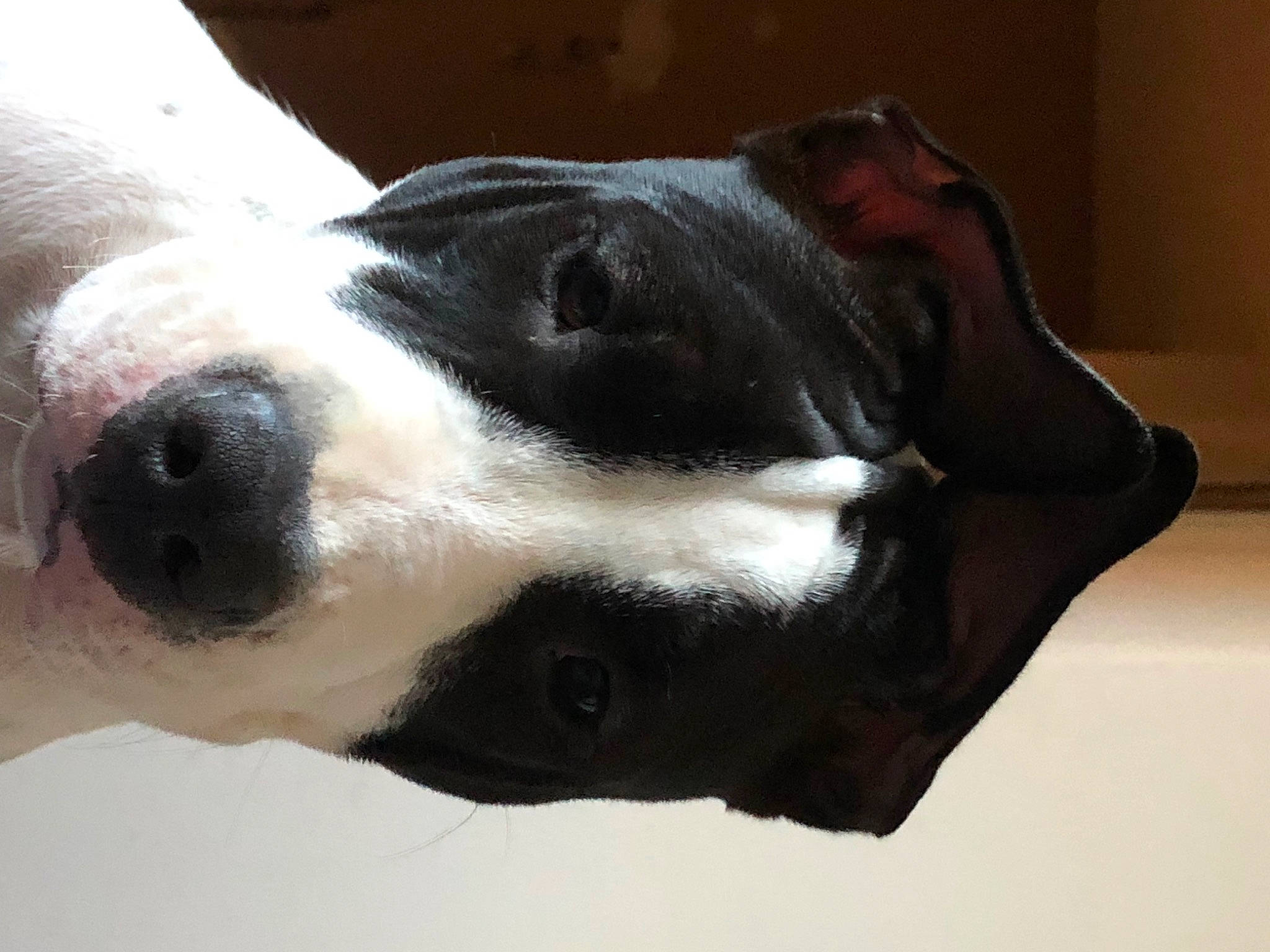 Safia a rejoint le concours — aidez-le/la à gagner de superbes lots ! canidae, carnivore, collar, companion_dog, dog, dog_breed, dog_collar, ear, eye, fur, head, jaw, metal, non_sporting_group, pet_supply, snout, sporting_group, terrestrial_animal, whiskers, working_animal