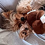 animal, canine, chair, cockerspaniel, couch, cushion, dog, furniture, homedecor, hound, linen, papillon, person, pet, plush, puppy, sleeping, teddybear, terrier, toy