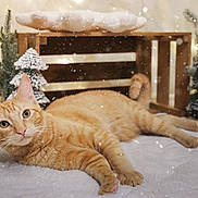 Rupert joined the competition — help win amazing prizes! cat, orange_tabby, pet, animal, indoor, winter_theme, snow, pine_tree, decor, cozy, soft, white_surface, holiday, lights, relaxed, feline, close_up, cute, laying_down, warm