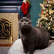 Oli joined the competition — help win amazing prizes! cat, gray_cat, green_eyes, knitted_blanket, fireplace, christmas_tree, holiday_decor, ornaments, lights, cozy, indoor, pet, feline, decor, home, curious, sitting, warm, festive, animal