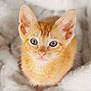Oli is registered to the contest to win money with this photo: kitten, orange_cat, blue_eyes, close_up, pet, feline, young_animal, whiskers, ears, soft_blanket, cozy, cute, domestic_cat, fur, animal_portrait, looking_up, indoor, sleeping_area, comfort, fluffy