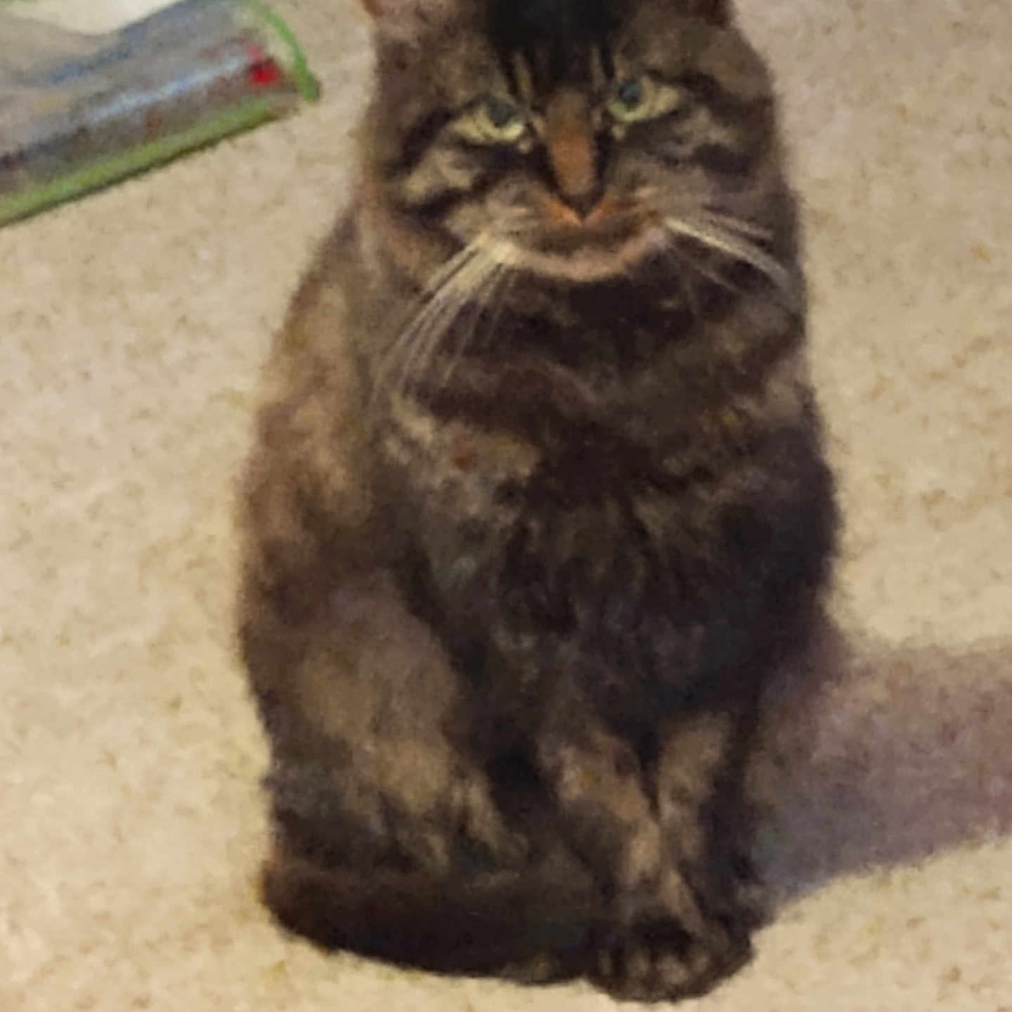 Blue joined the competition — help win amazing prizes! abyssinian, angora, animal, blackcat, brasssection, cat, horn, kitten, manx, musicalinstrument, pet, siamese