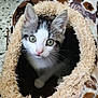 animal, cat, closeup, cozy, curious, cute, ears, eyes, fabric, face, fur, furry, indoor, kitten, looking, patterned, pet, soft, tunnel, whiskers