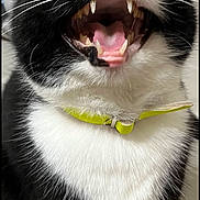 Morty is registered to the contest to win money with this photo: animal, black_and_white, cat, closeup, collar, cute, domestic_animal, expression, feline, floor, fur, indoor, mouth_open, pet, pink_tongue, playful, sitting, teeth, whiskers, young_cat