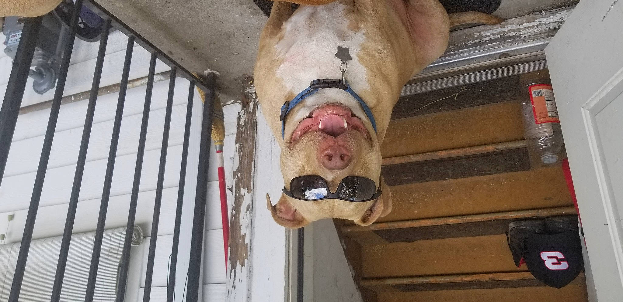 Diego joined the competition — help win amazing prizes! canidae, carnivore, ceiling, comfort, companion_dog, dog, dog_breed, dog_supply, fawn, hardwood, jaw, liver, neapolitan_mastiff, pet_supply, scar, snout, sporting_group, wood, working_animal, wrinkle