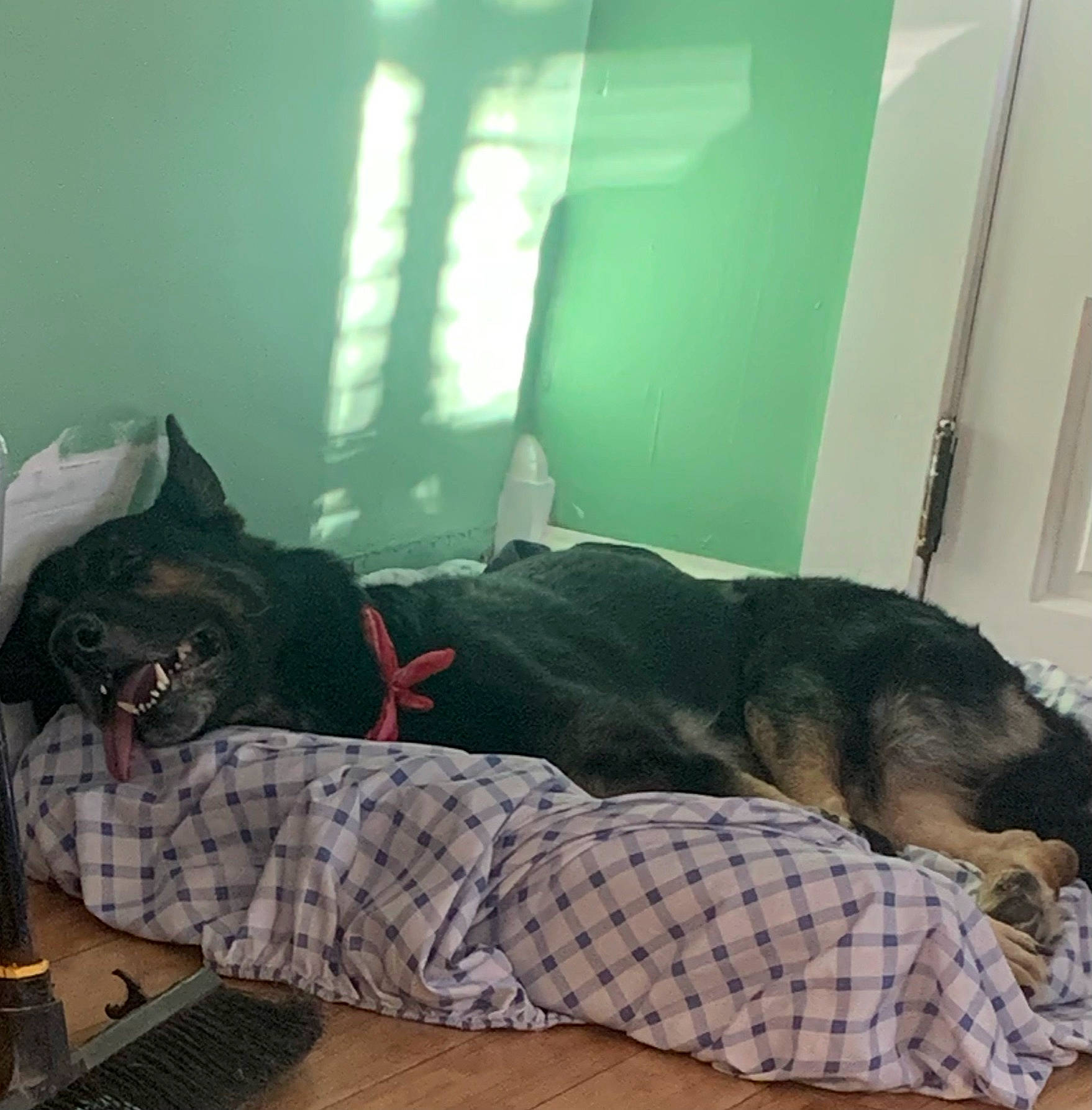 Levi is registered to the contest to win money with this photo: canidae, carnivore, comfort, companion_dog, computer_keyboard, couch, dog, dog_breed, door, fawn, floor, flooring, fur, linens, mammal, snout, sporting_group, studio_couch, tail, vertebrate