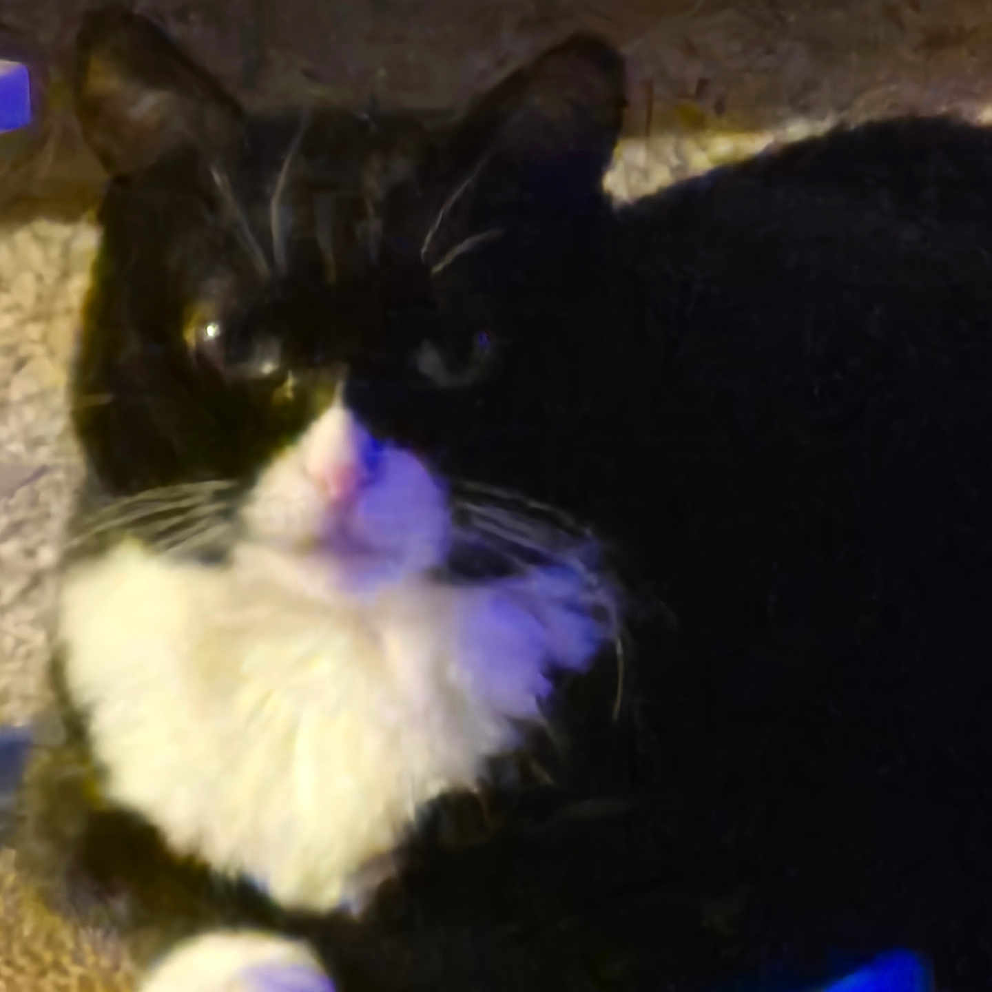 Schelbe Marie is registered to the contest to win money with this photo: black_and_white, blurry, cat, close_up, cuddly, ear, feline, fur, indoor, looking_at_camera, lounging, low_light, nose, paw, pet, portrait, relaxed, tuxedo_cat, whiskers, white_bib