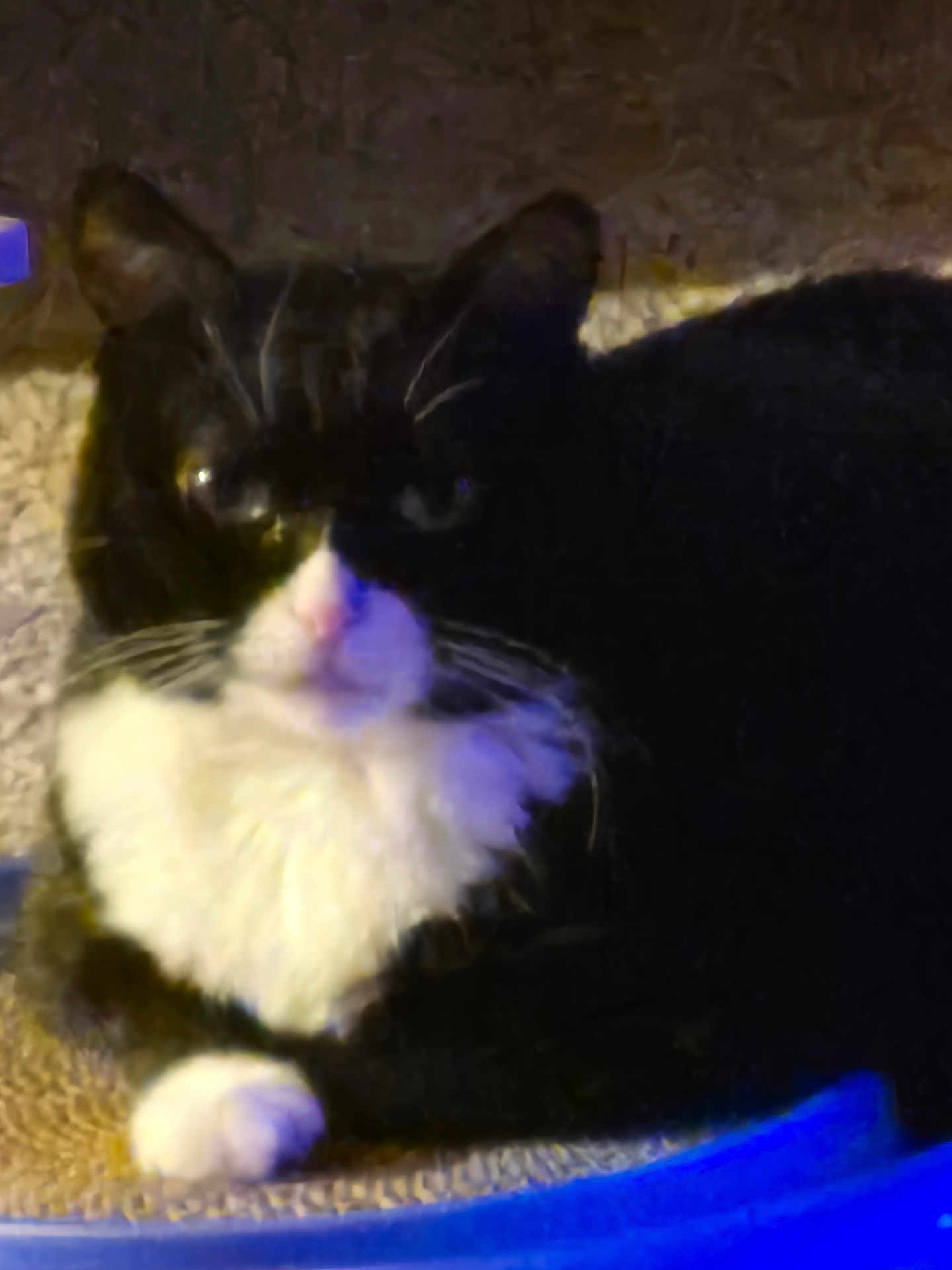 Schelbe Marie is registered to the contest to win money with this photo: cat, tuxedo_cat, pet, indoor, whiskers, white_bib, paw, fur, close_up, portrait, low_light, blurry, relaxed, lounging, cuddly, black_and_white, looking_at_camera, nose, ear, feline