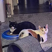 Schelbe Marie joined the competition — help win amazing prizes! cat, cat_pair, tuxedo_cat, calico_cat, pet, indoor, carpet, cat_toy, scratcher_tunnel, scratching_post, loafing, gazing, eyes, fur, floor, doorway, hardwood_floor, cozy, relaxing, home_interior