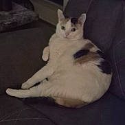 Prescious is registered to the contest to win money with this photo: cat, calico_cat, pet, indoor, sofa, couch, lounging, chubby, feline, fur, whiskers, looking_at_camera, seat, relaxed, home, living_room, upholstery, dim_lighting, portrait, close_up