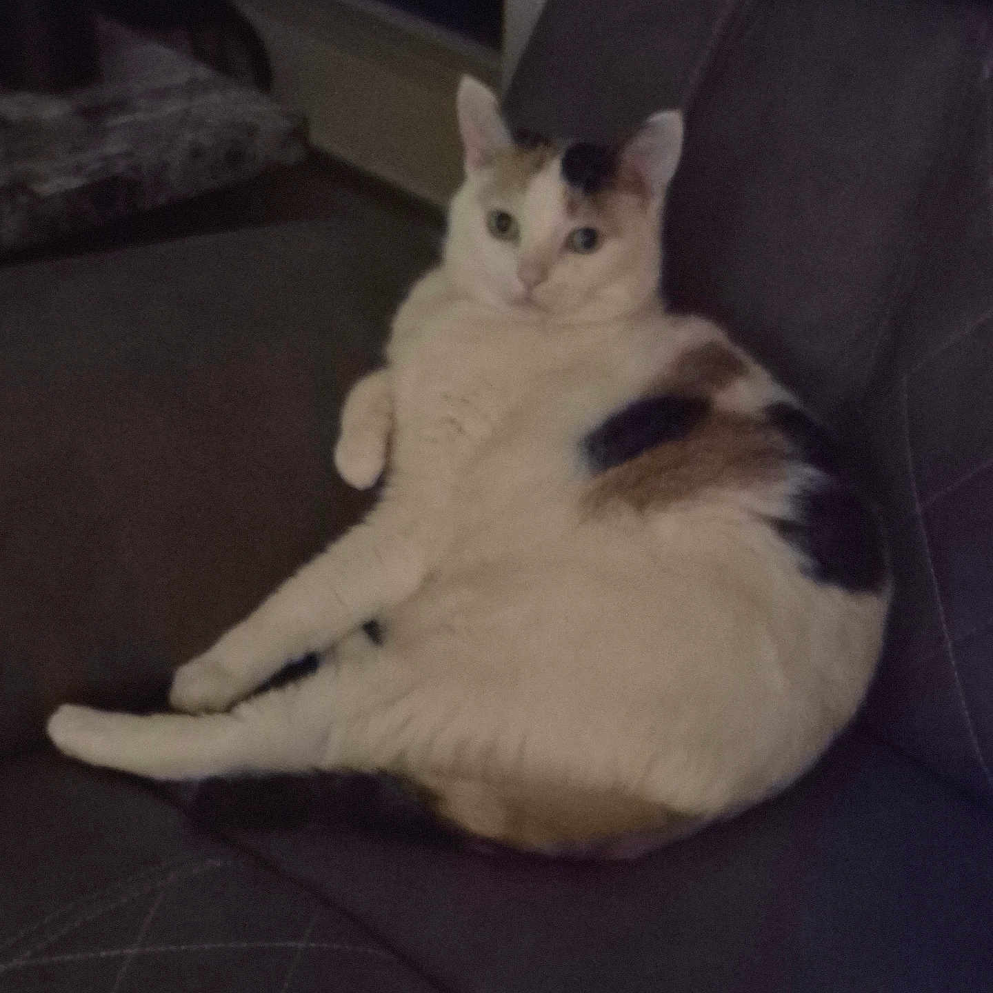 Prescious is registered to the contest to win money with this photo: calico_cat, cat, chubby, close_up, couch, dim_lighting, feline, fur, home, indoor, living_room, looking_at_camera, lounging, pet, portrait, relaxed, seat, sofa, upholstery, whiskers