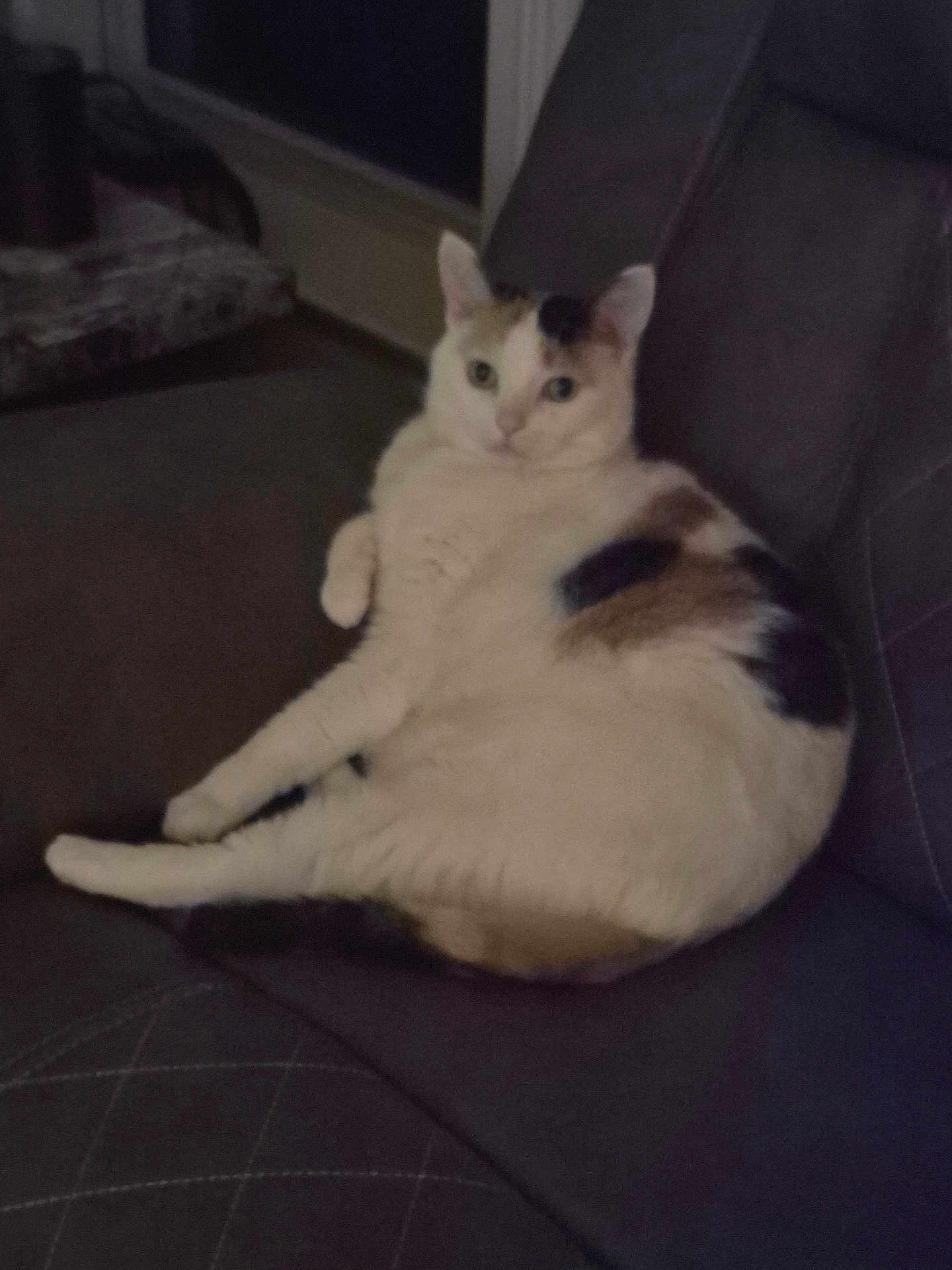 Prescious is registered to the contest to win money with this photo: cat, calico_cat, pet, indoor, sofa, couch, lounging, chubby, feline, fur, whiskers, looking_at_camera, seat, relaxed, home, living_room, upholstery, dim_lighting, portrait, close_up