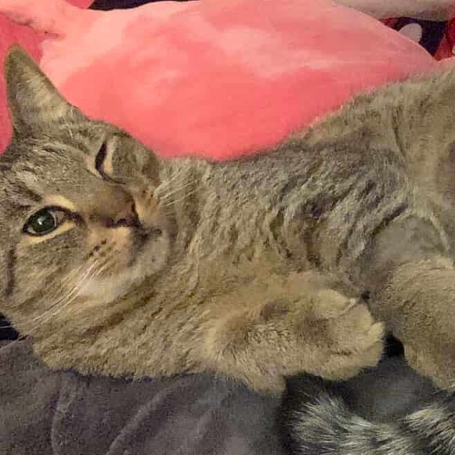 Dr Funk joined the competition — help win amazing prizes! animal, cat, closeup, cozy, cushion, cute, domestic, ears, feline, fur, indoor, paw, pet, pink, relaxed, resting, sleepy, tabby, tail, whiskers