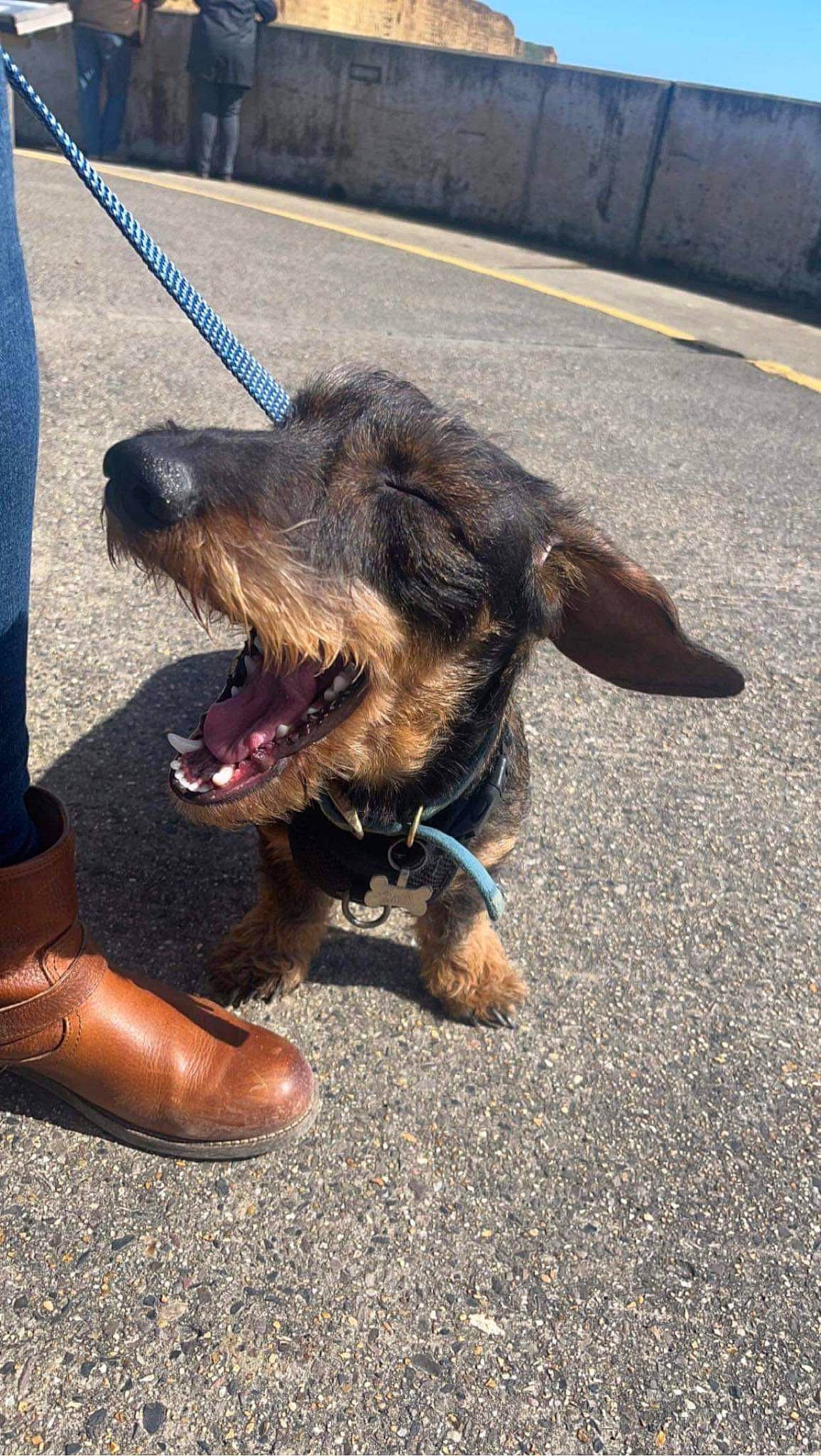 Chester is registered to the contest to win money with this photo: asphalt, carnivore, claw, collar, companion_dog, dog, dog_breed, foot, fur, human_leg, leash, liver, paw, road, road_surface, sidewalk, sporting_group, tar, terrestrial_animal, working_animal